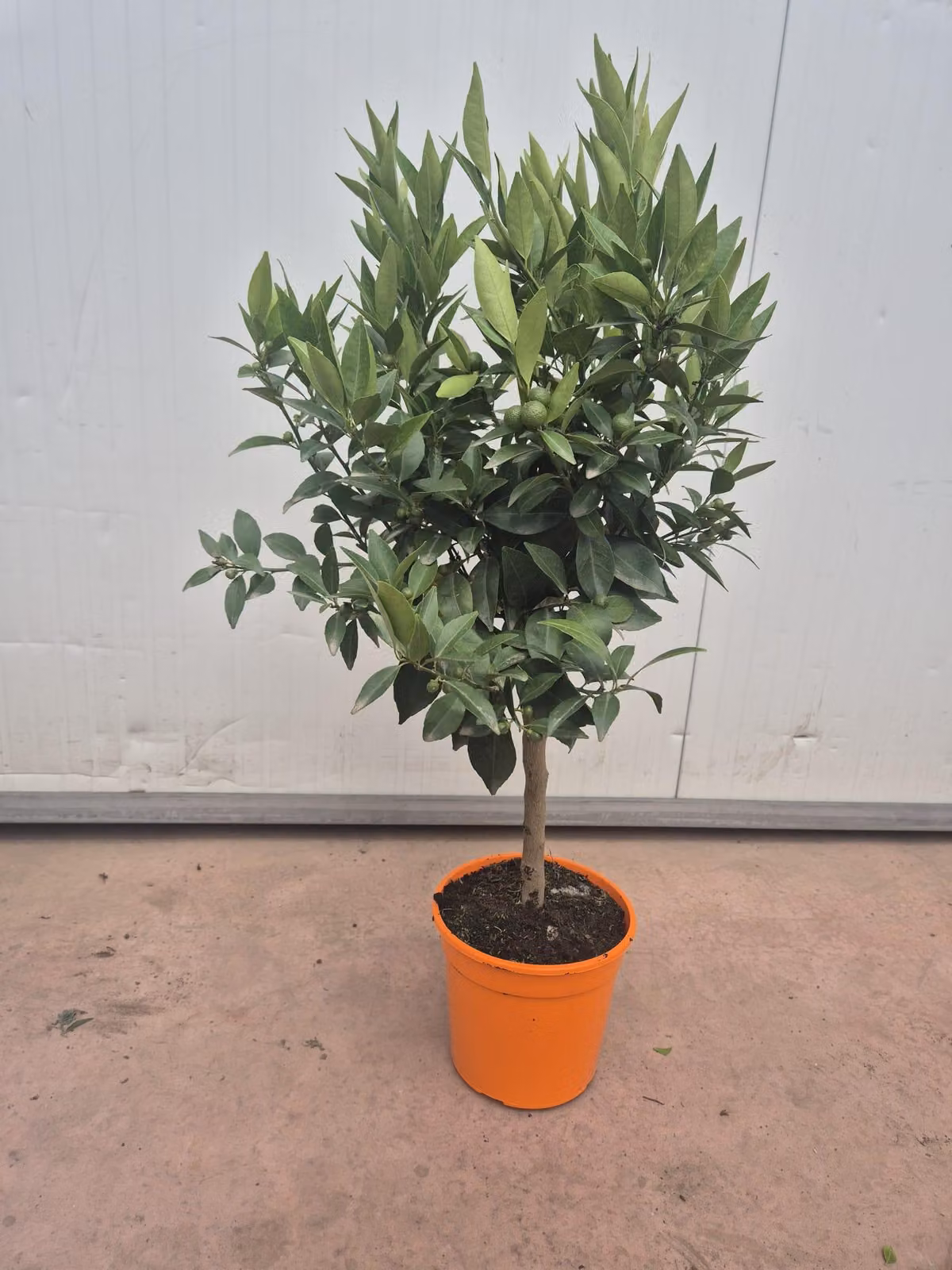 Stelo di mandarino Citrus reticulata 50-60 cm incl. vaso - pianta di mandarino nano per balcone, terrazza e giardino d'inverno
