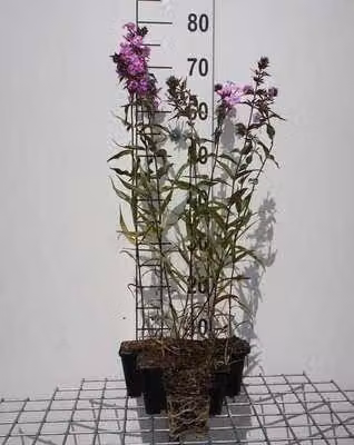 6 x Phlox (m) 'Alpha' - Fiore di fiamma - vaso 9 x 9 cm