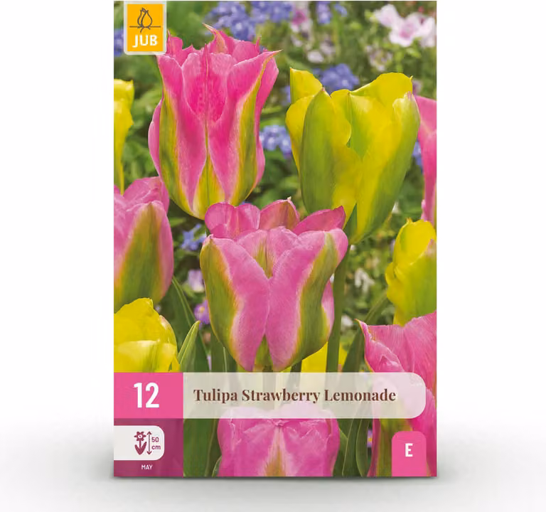 Bulbi da fiore - Tulipano 'Strawberry Lemonade' - Colori vari - 12 pezzi - Bulbo di dimensione 11/12 - 20-50cm - Ø5cm - Pianta da giardino - Multideal