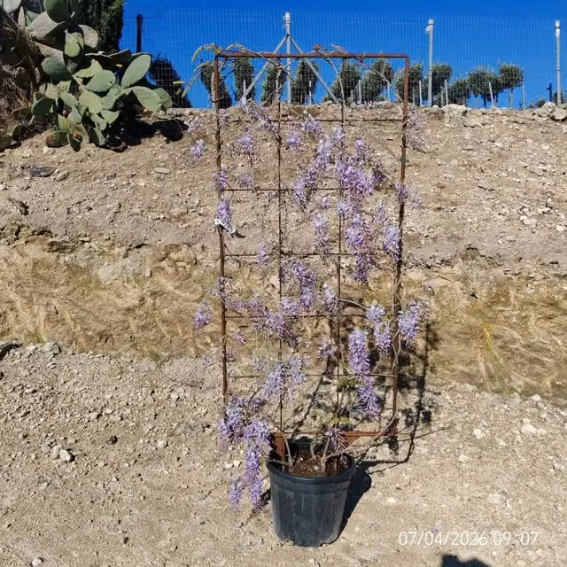 WISTERIA SINENSIS PROLIFIC (Glicine) SPALL.40 (L.75 - H.160)