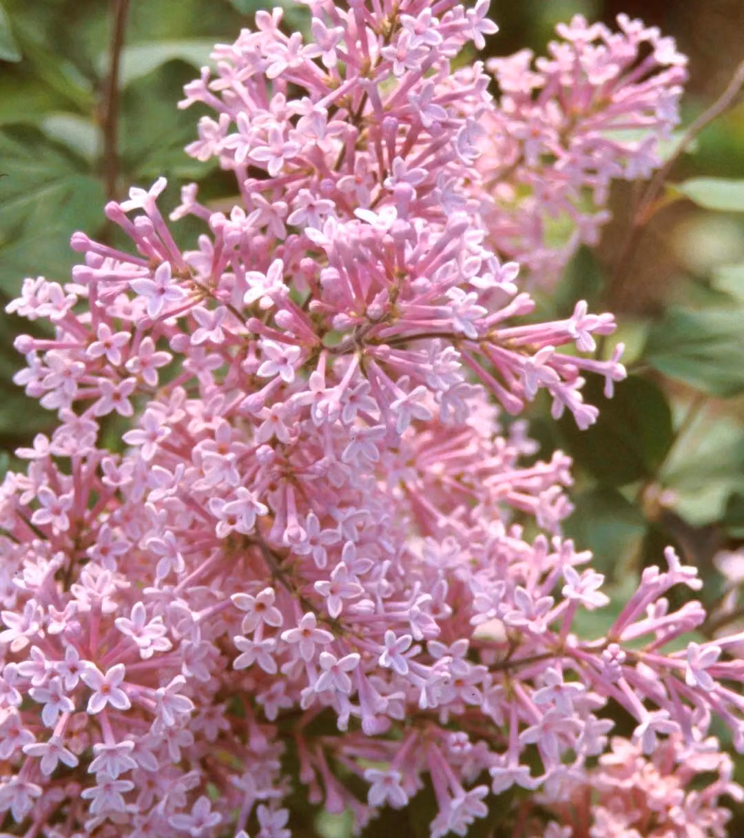 2 piante di Lilla selvatico - Syringa 'Josee' | Altezza: 40-60 cm, in vaso