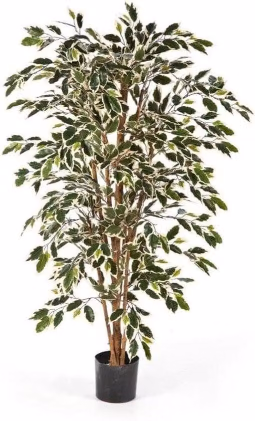 Albero artificiale di Ficus - 200 cm - Tronchi in vero legno - Decorazione d'interni - Verde e bianco