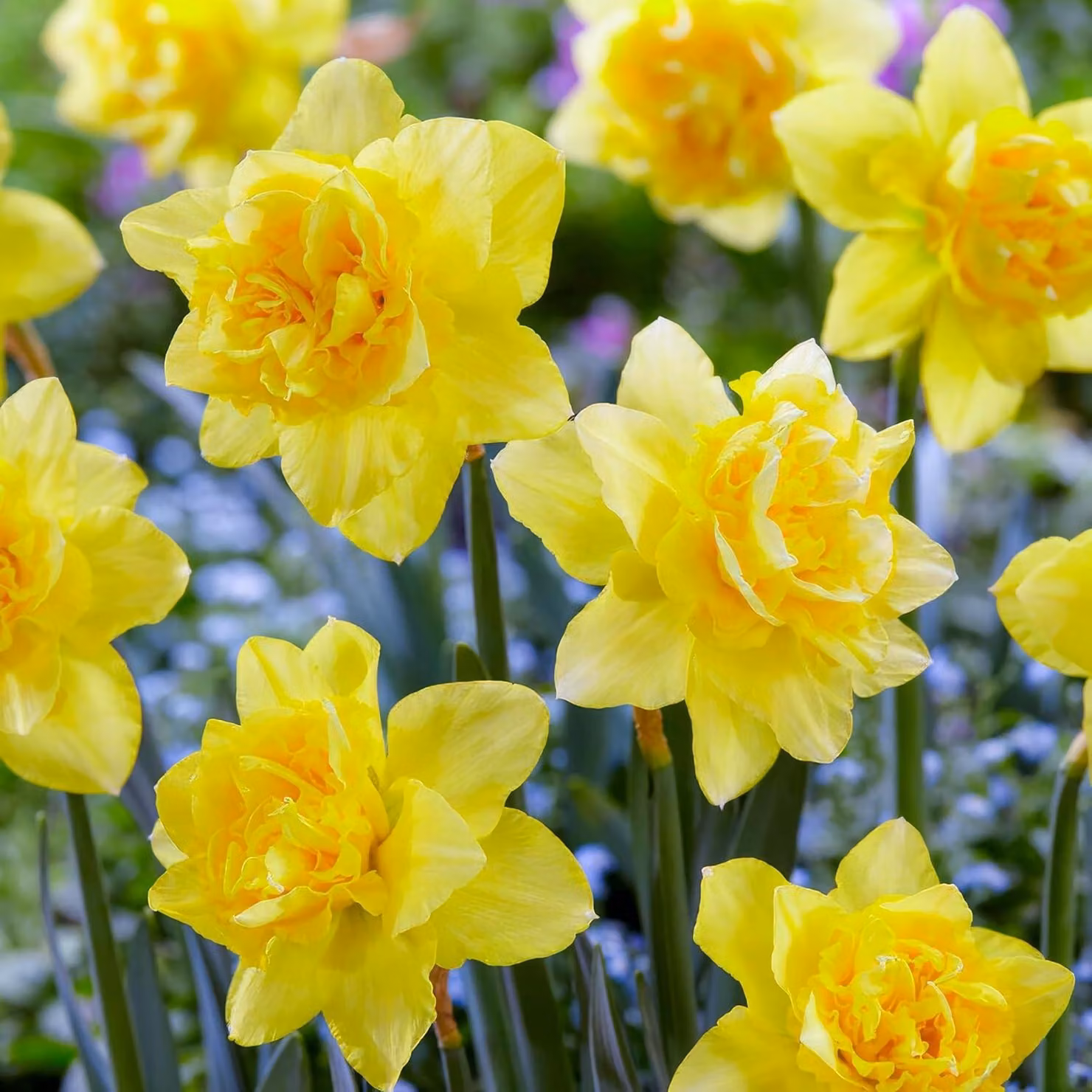 Bulbi di narciso resistenti al freddo, perenni - "Campanule di Pasqua" selvatiche - 25 bulbi - Piante profumate provenienti dall'Olanda - adatte per giardino e vaso (non semi, non prodotti artificialmente)