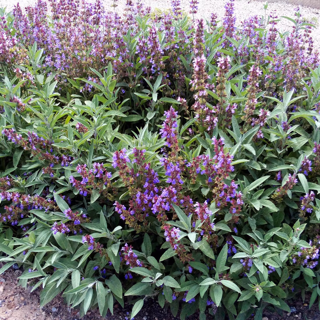 6 piante di salvia (Salvia officinalis) | Vaso da 9x9 cm