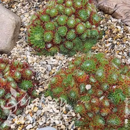 Sempervivum x montanum / Sedum dai fiori rosa-viola