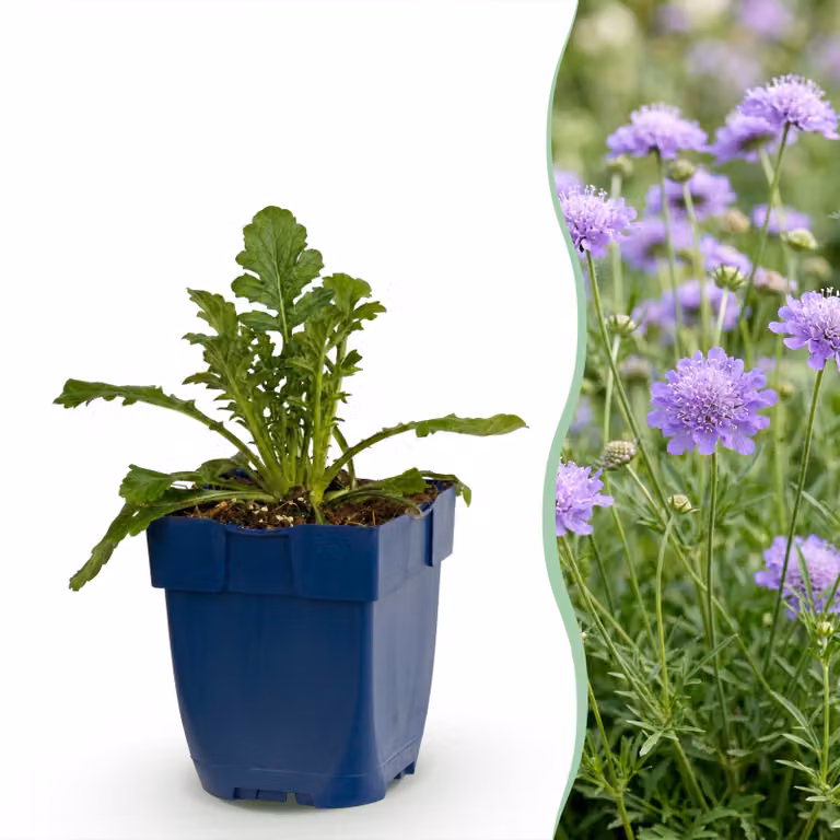 Scabiosa col. Butterfly Blue - Scabiosa - Attira api e farfalle - Viola - 3 piante - 15-25cm - Ø11cm - Pianta da giardino