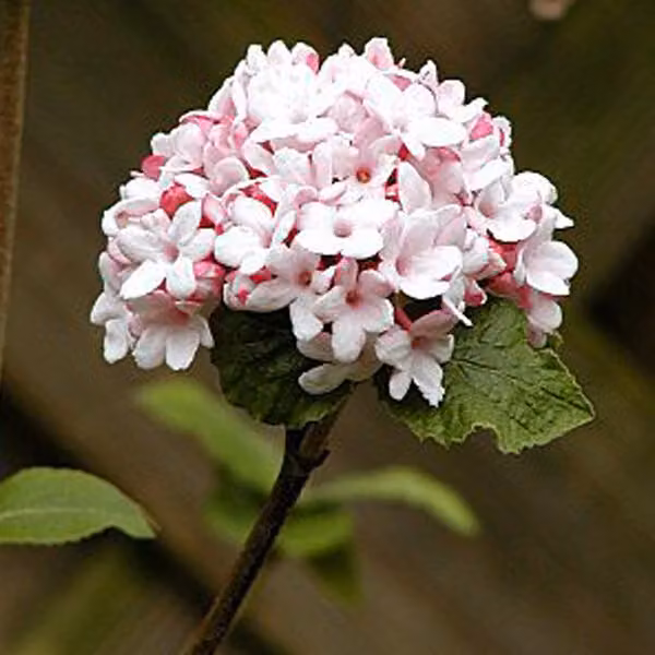 Viburnum carlesii 'Aurora' (Camelia coreana) | Altezza: 60-80 cm, in vaso