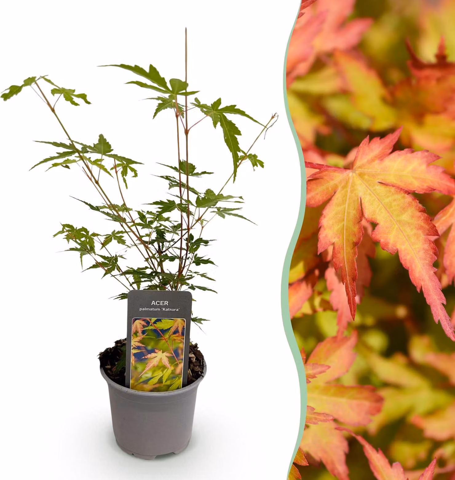 Acer palmatum Sangokaku - Verde - Deciduo - Bassa manutenzione - 25-35cm - Ø12cm - Pianta da giardino