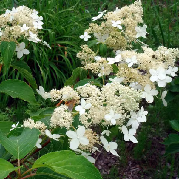 2 ortensie - *Hydrangea paniculata* 'Praecox' | 40-50 cm in vaso
