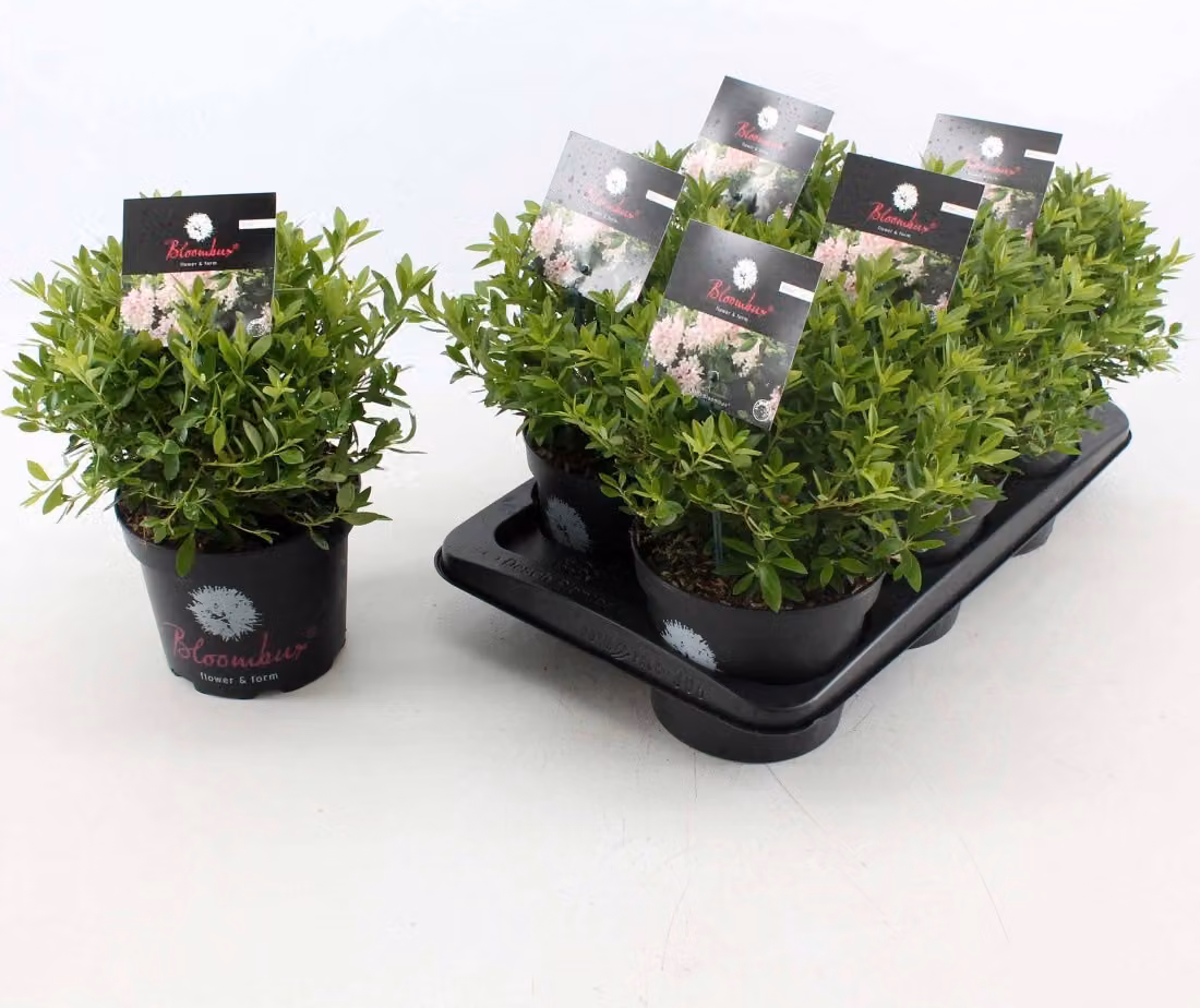 Rhododendron Bloombux (30 cm) - Rododendro nano compatto per giardino e patio, resistente, sempreverde, ideale per piccoli giardini e balconi