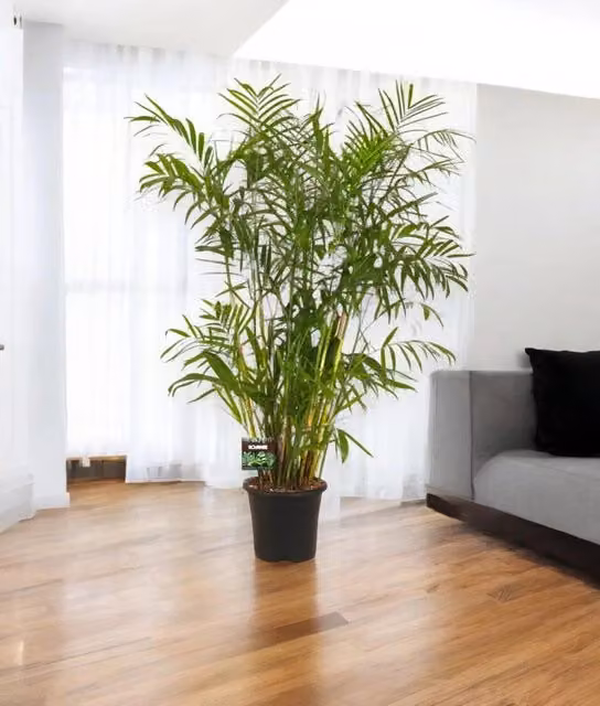 Pianta da interno ornamentale Chamaedorea seifrizii Gardenaria, colore verde, Altezza: 200 cm