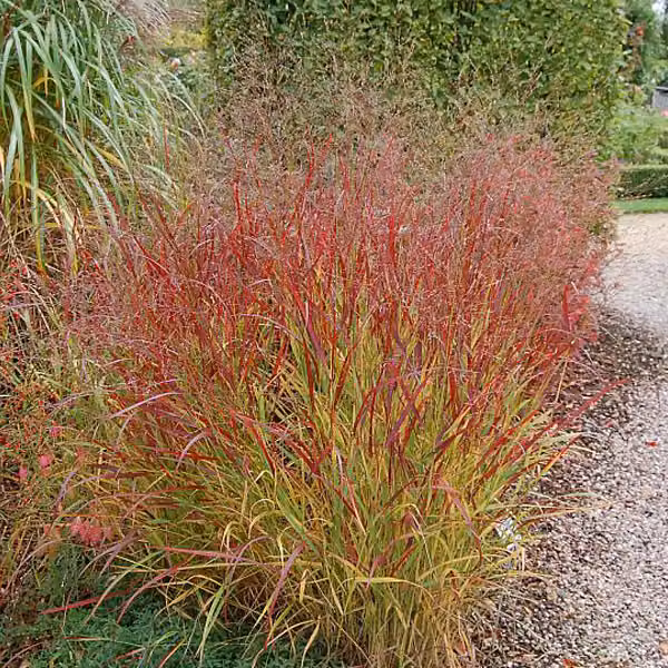 6 piante di Panicgrass 'Rehbraun' (Panicum virgatum 'Rehbraun') | Vaso da 9x9 cm