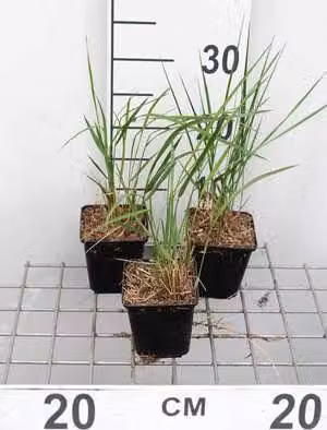 6 x Calamagrostis acut. 'Karl Foerster' - Erba cavallina Karl Foerster - Vaso 9x9 cm