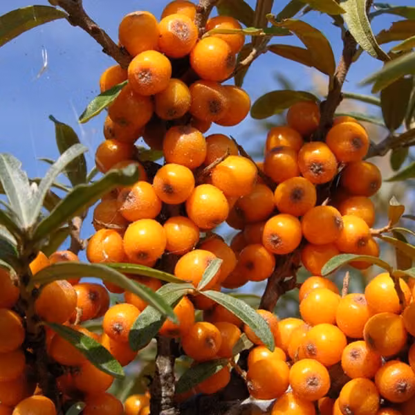 2 piante di sandalo (Hippophae rhamnoides), alte 60-80 cm, in vaso