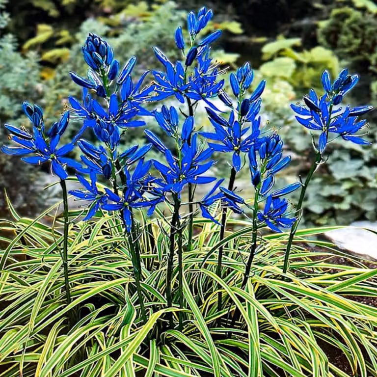 Bulbi di Camassia Fiori Bulbi di fiori Camassia Blue Melody 10 pz.