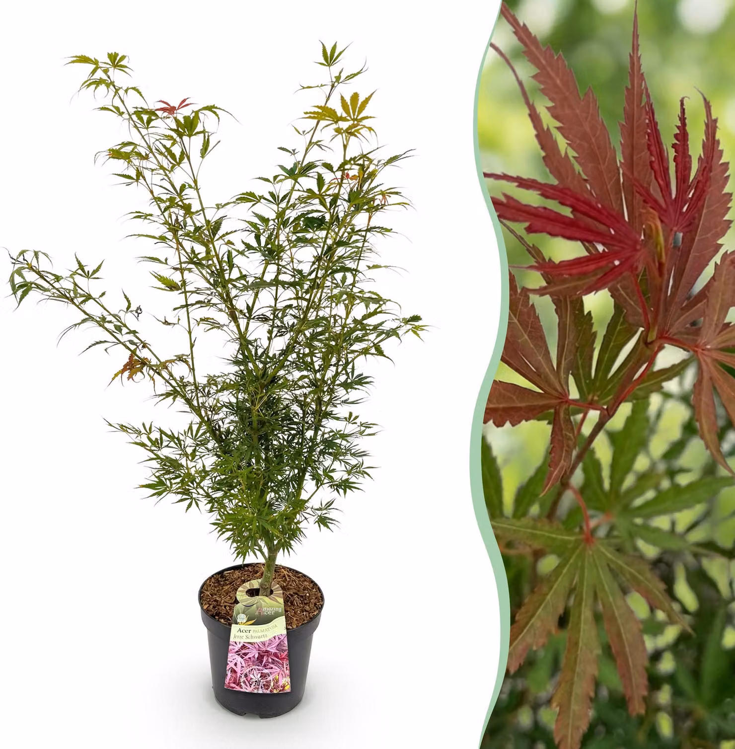 Acer palmatum Jerre Swarts - Acero giapponese - Deciduo - Arancione-rosso - 80-90cm - Ø26cm - Pianta da giardino