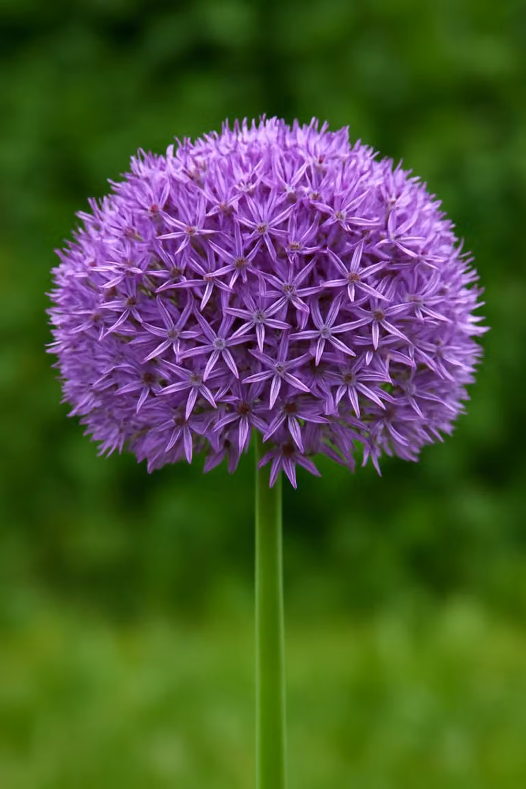 Bulbi da fiore Exotenherz - Porro ornamentale Allium Globemaster 5 ( pezzo )