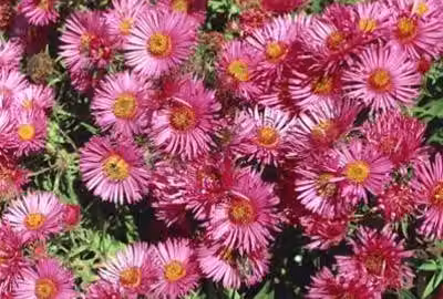 6 x Aster n.-a. 'Andenken An A. Pötschke' - Astro autunnale - vaso 9 x 9 cm