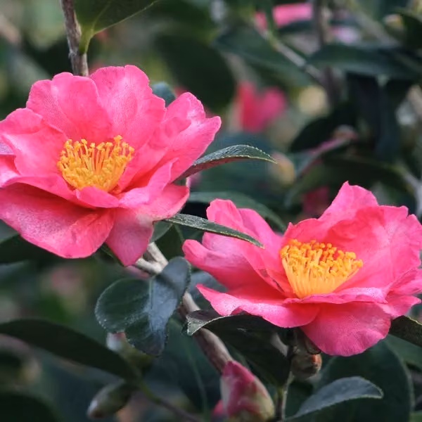 Camelie - Camellia sasanqua | 50-60 cm in vaso