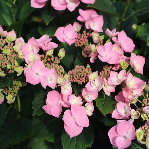 2 ortensie - *Hydrangea macrophylla* 'Messalina' | 25-30 cm in vaso