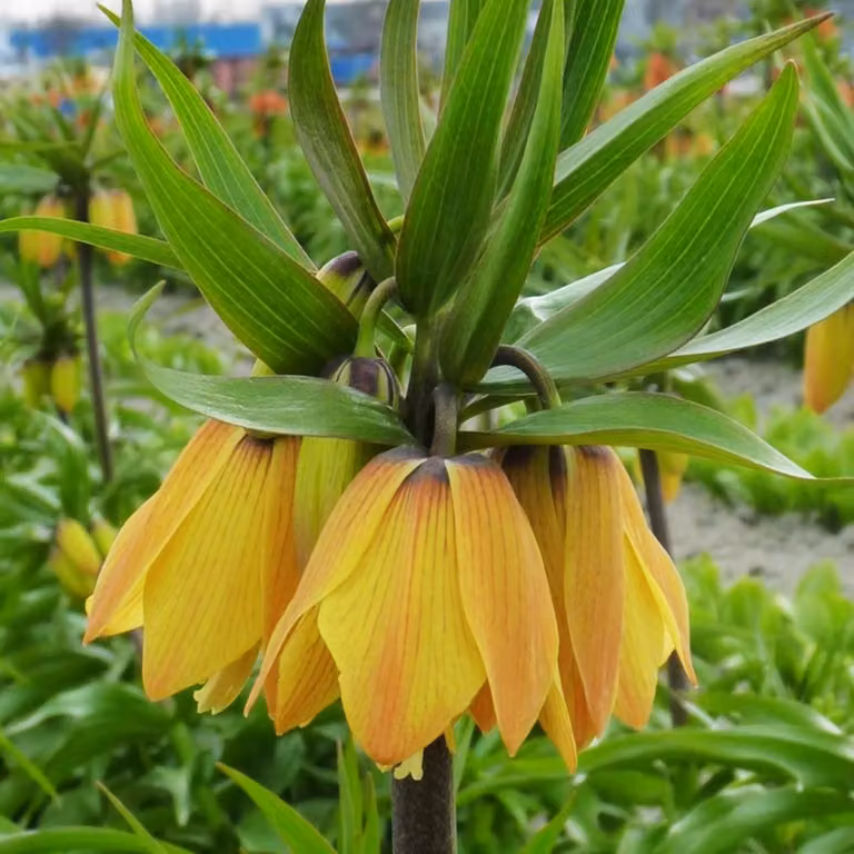 Bulbi da fiore Bulbi da fiore Fritillaria Chess Flower Paradise Beauty 1 pz.