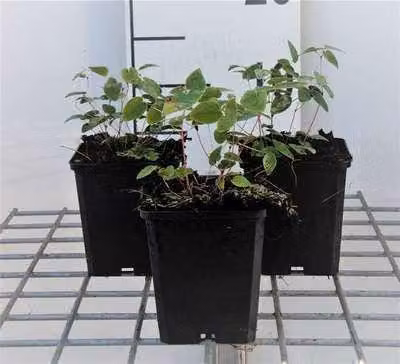 6 x Epimedium young. 'Niveum' - Fiore delle fate - vaso 9 x 9 cm