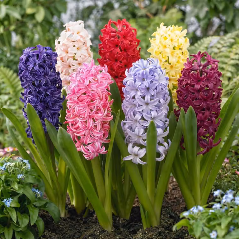 Bulbi di giacinto, resistenti al freddo invernale, perenni - 15 bulbi - 5 varietà - Bulbi profumati - Piante provenienti dall'Olanda - Adatti per giardino, vaso e terrina (bulbi di grandi dimensioni, senza semi)