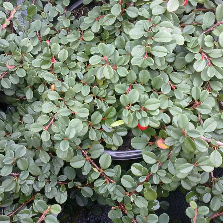 2 piante di Cotoneaster procumbens 'Streib's Findling' (cotoneaster strisciante) | altezza: 30-40 cm, in vaso