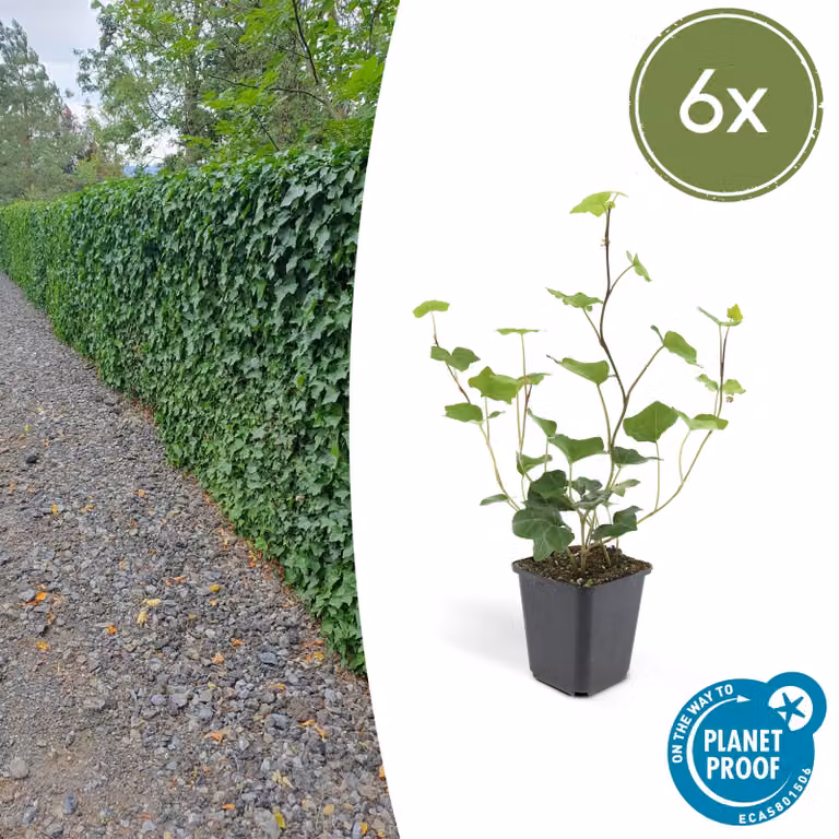 Hedera Hibernica | 6 stuks - 10-25cm - Ø9cm - Pianta da giardino