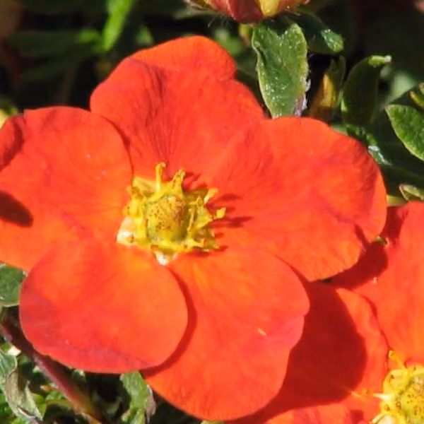 2 piante nane – Potentilla fruticosa 'Red Ace' | Altezza: 20-25 cm, in vaso