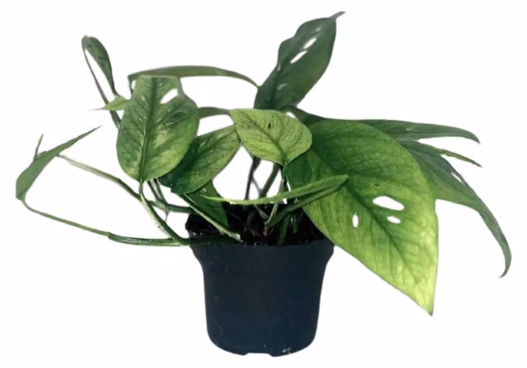 Epipremnum Blu Cebu - 20cm - Ø12cm - Pianta d'appartamento - Sempreverde