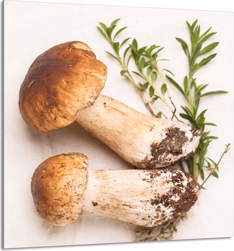 PIATTO IN VETRO PER CUCINA 60x65 Funghi