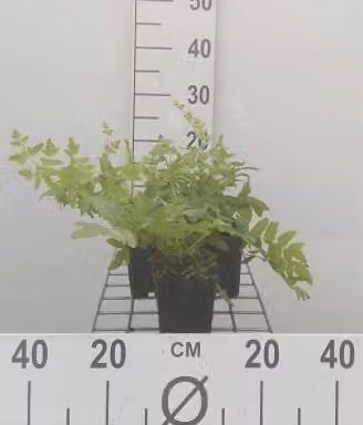 6 x Osmunda regalis - Felce reale - vaso 9 x 9 cm