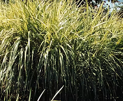 6 x Miscanthus sin. 'Variegatus' - Canna cinese - vaso 9 x 9 cm
