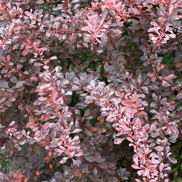 2 piante di Berberide - Berberis thunbergii 'Rose Glow' | 30-40 cm, in vaso