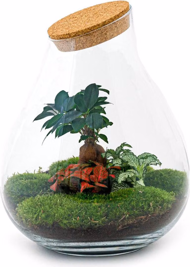 Kit fai da te per terrario "Giardino in bottiglia" - Bonsai pianta balcone cura