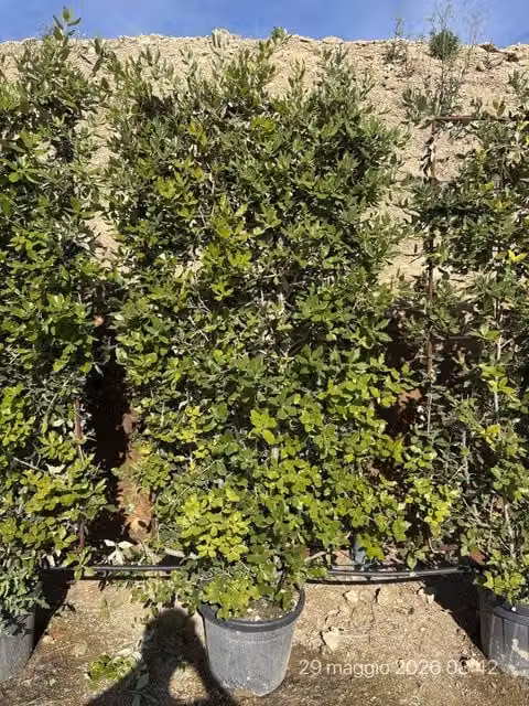 QUERCUS ILEX SPALL.40 (L.75 - H.160)