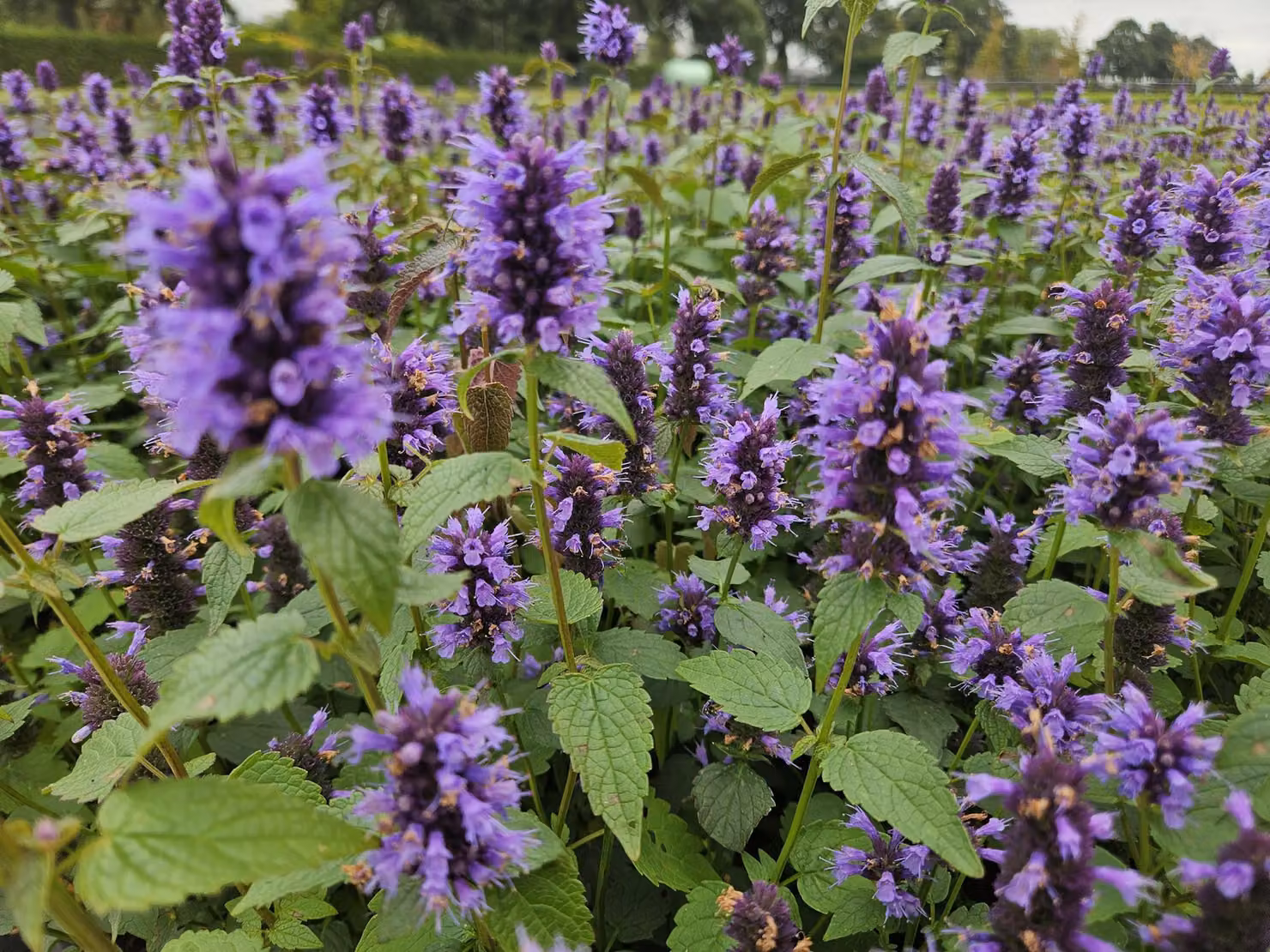 Agastache 'Blue Fortune' (menta profumata asiatica) 10-25cm, Ø9cm, 6 piante