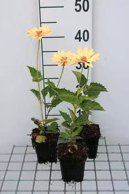 6 x Heliopsis hel. 'Venus' - Heliopsis - vaso 9 x 9 cm