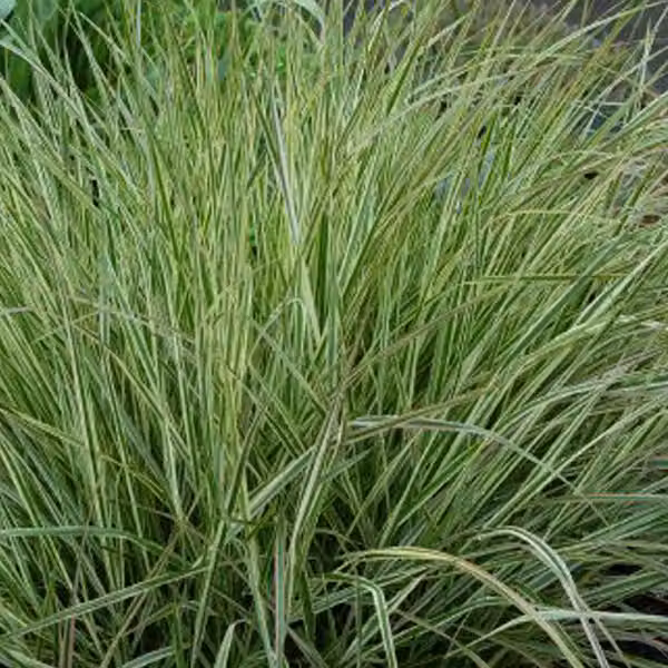 6 piante di *Calamagrostis acutiflora* 'Overdam' (erba ornamentale a foglie striate) | Vaso da 9x9 cm
