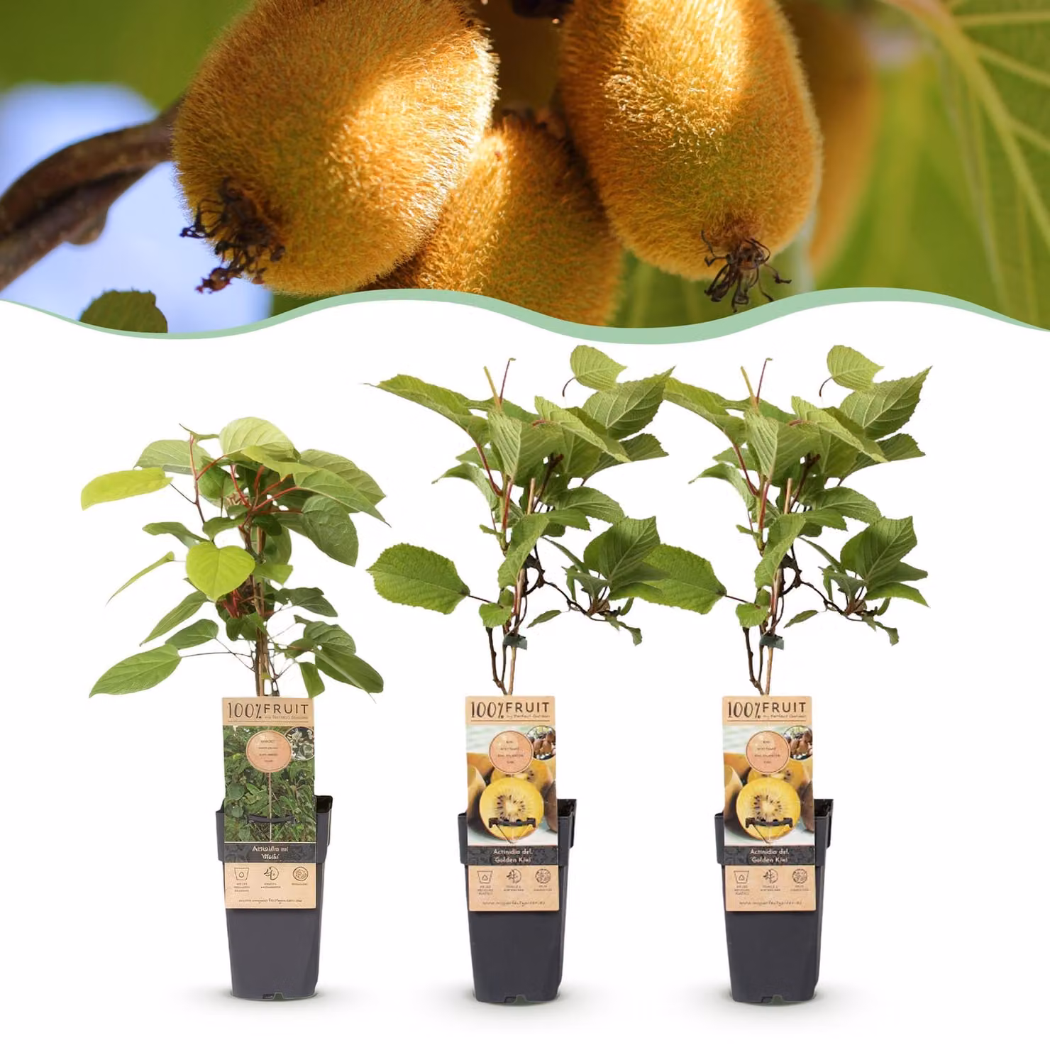 Actinidia Weiki & Golden Kiwi - Pianta di kiwi - 1 Maschio - 2 Femmine - Piante - Giallo - 40-50cm - Ø15cm - Pianta da giardino - Verdure e frutta