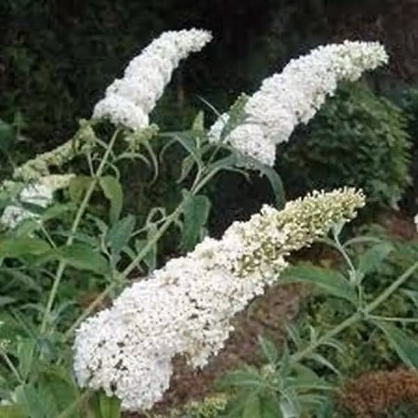 Buddleja davidii White Profusion 25-30 cm Cespuglio di farfalle Lilla estivo - Lilla a lancia