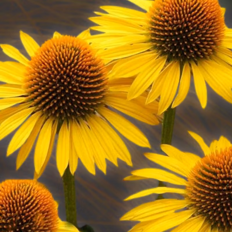 6 piante di Echinacea purpurea 'Mellow Yellows' (falso girasole), in vaso da 9x9 cm