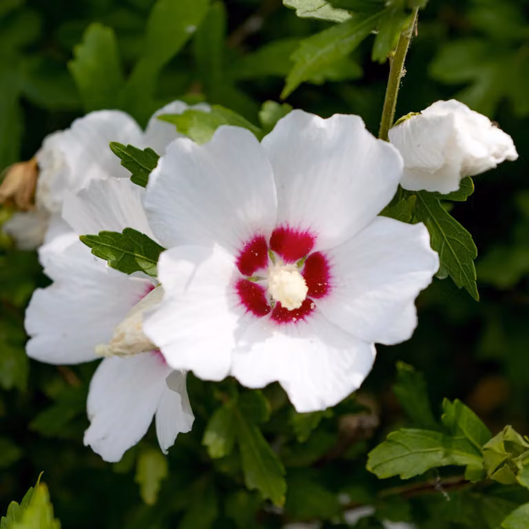 Ibisco da giardino (Hibiscus syriacus) ‘Red Heart’: arbusto con fiori bianchi