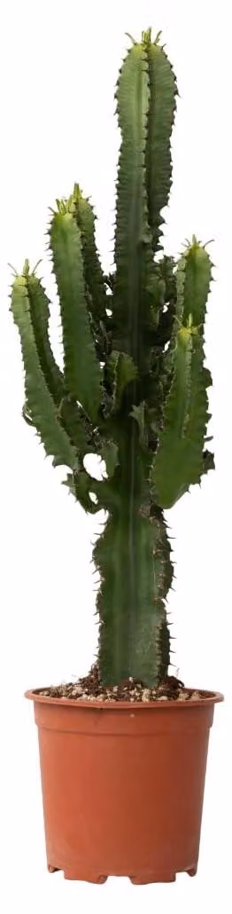 Euphorbia Ingens, cactus "Cowboy", pianta da interno, vaso da 17 cm