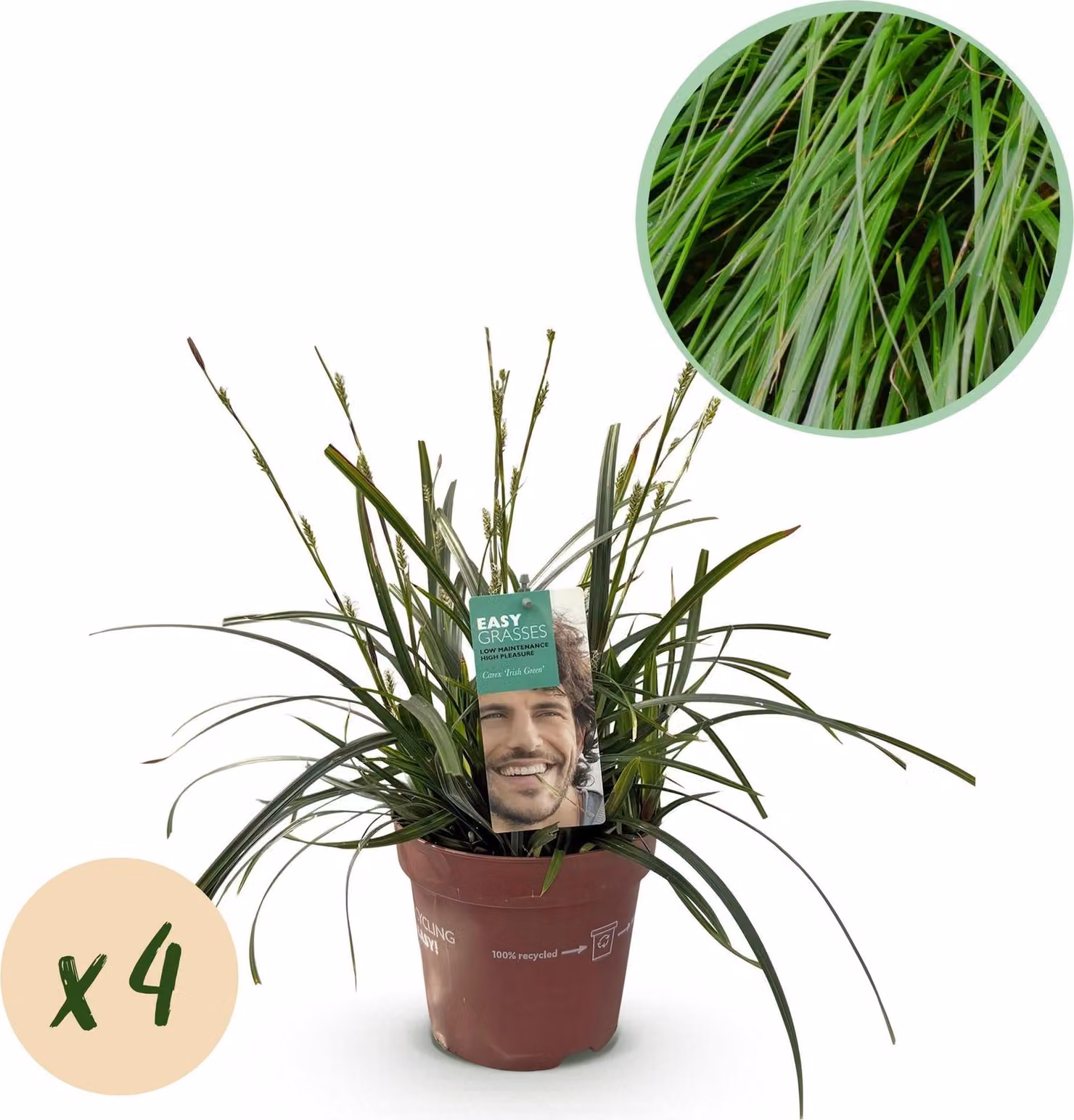 Carice giapponese - Carex oshimensis Intense Green - Erba ornamentale - 4