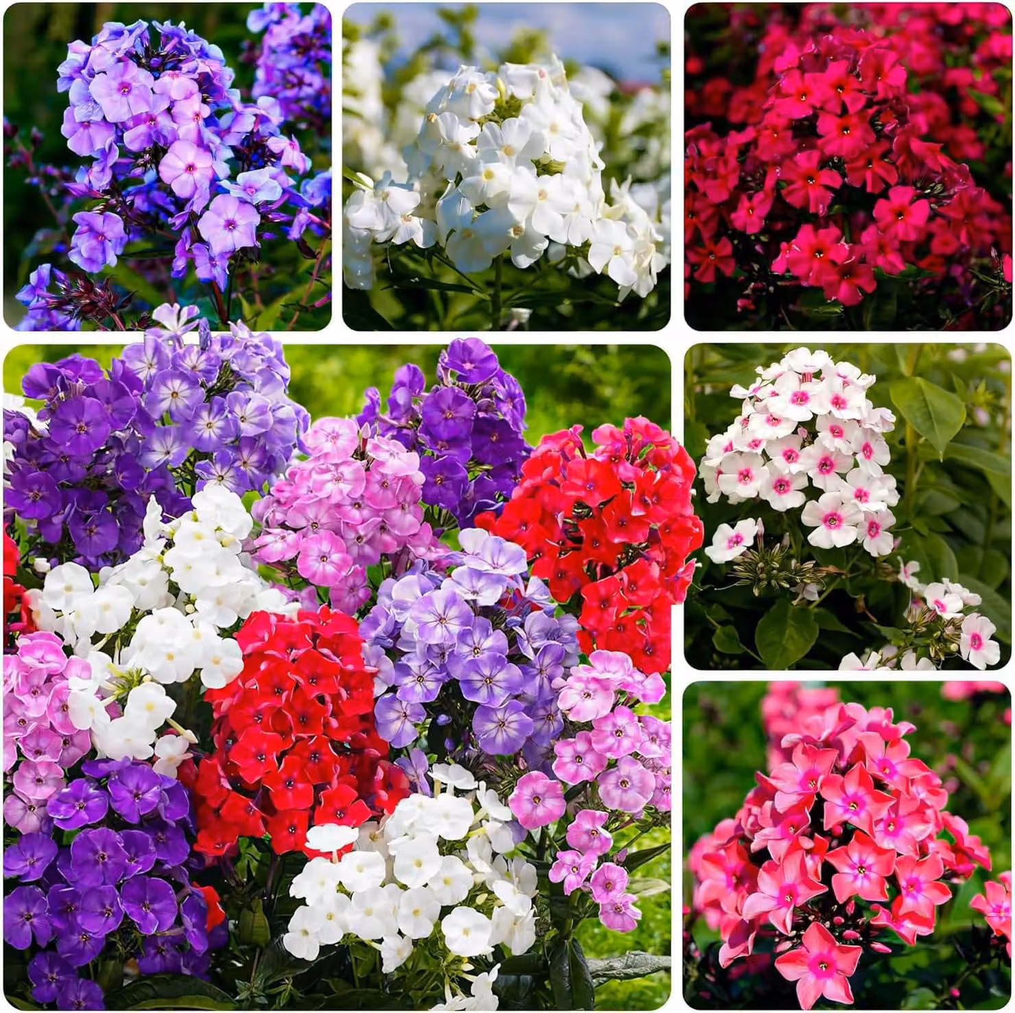 Phlox perenni resistenti al freddo - Collezione di Phlox paniculata - 10 rizomi - Piante perenni resistenti al freddo - Mix di 5 varietà - Piante vere provenienti dall'Olanda (nessun seme, bulbi o prodotti artificiali)