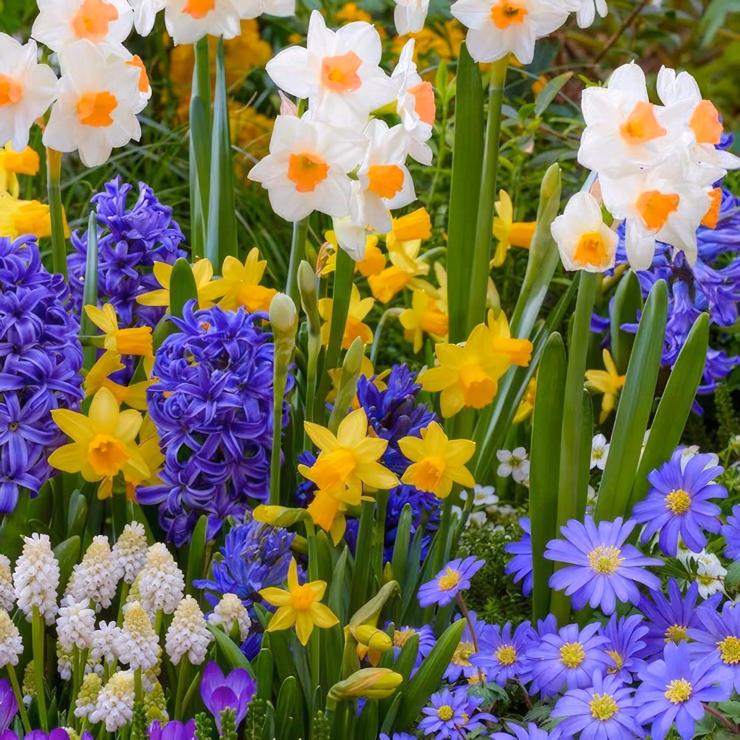 Bulbi da fiore perenni, resistenti al gelo - Mix di bulbi da fiore primaverili, marca Lux Garten - 50 bulbi - Tulipani/Narcisi/Giacinti - Qualità olandese - Adatti per giardino, vasi e balcone