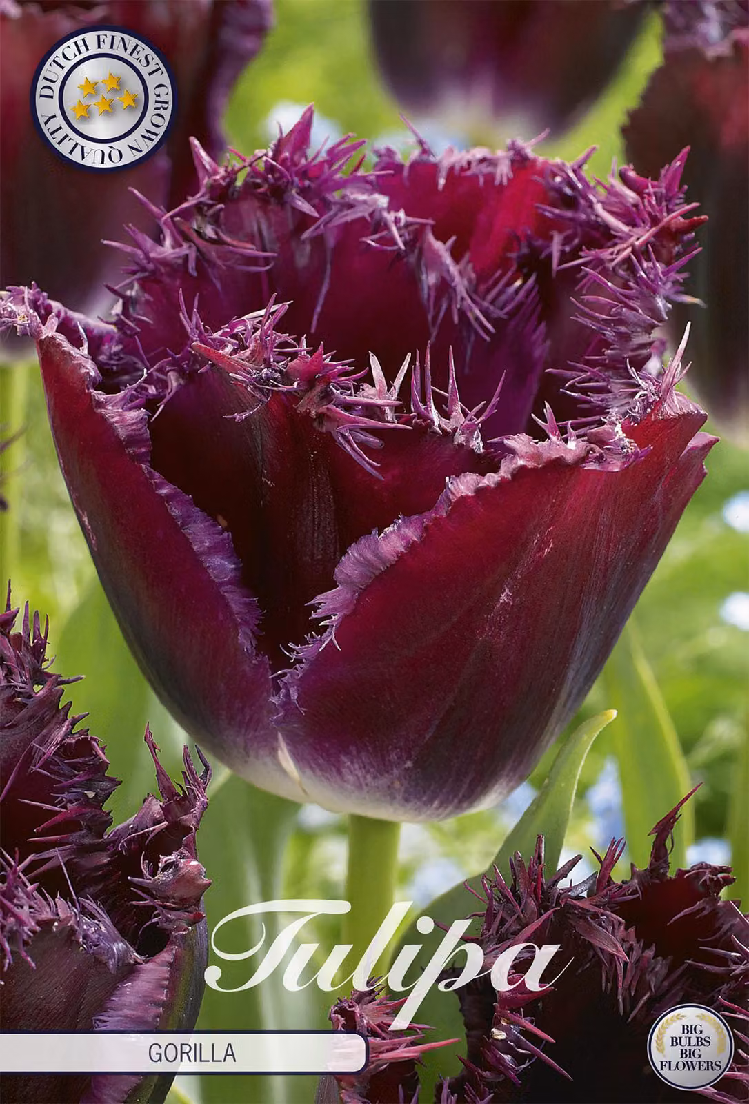 Tulipano Gorilla (7 bulbi) | Bulbi di tulipano di Sam van Schooten
