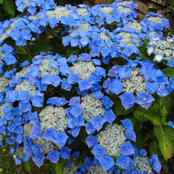 Ortensie - Hydrangea 'Teller Blue' | 40-60 cm in vaso